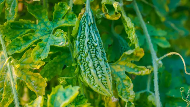 Bitter Gourd