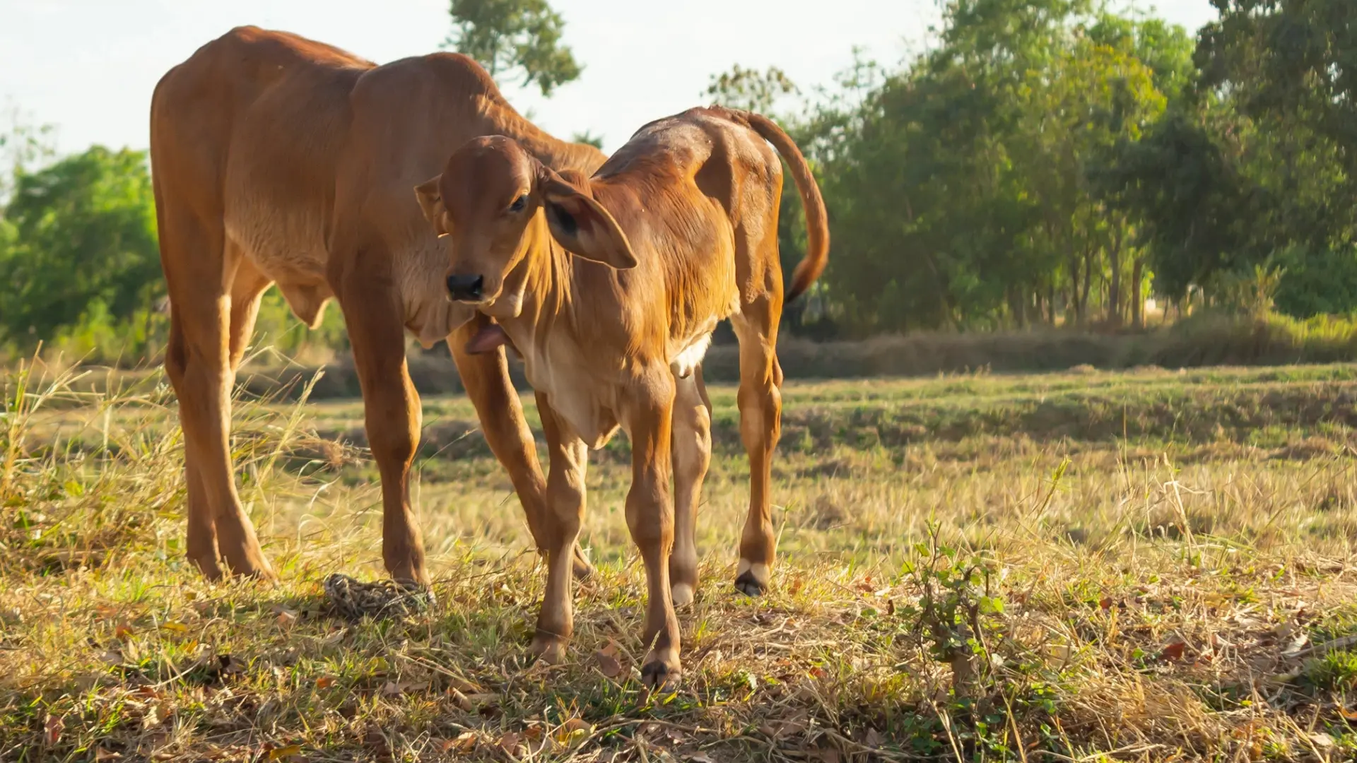 Natural Dairy Farming in India: A Small-Farm Reality Guide