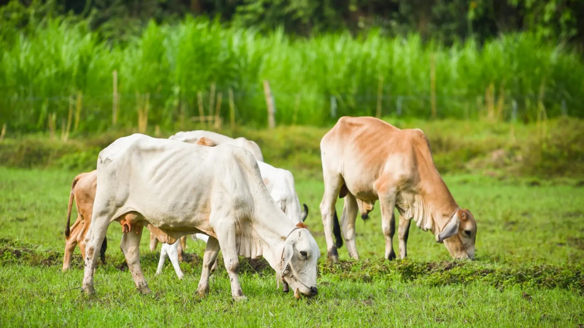 Natural Farming for Beginners in India