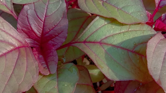 Amaranth Greens
