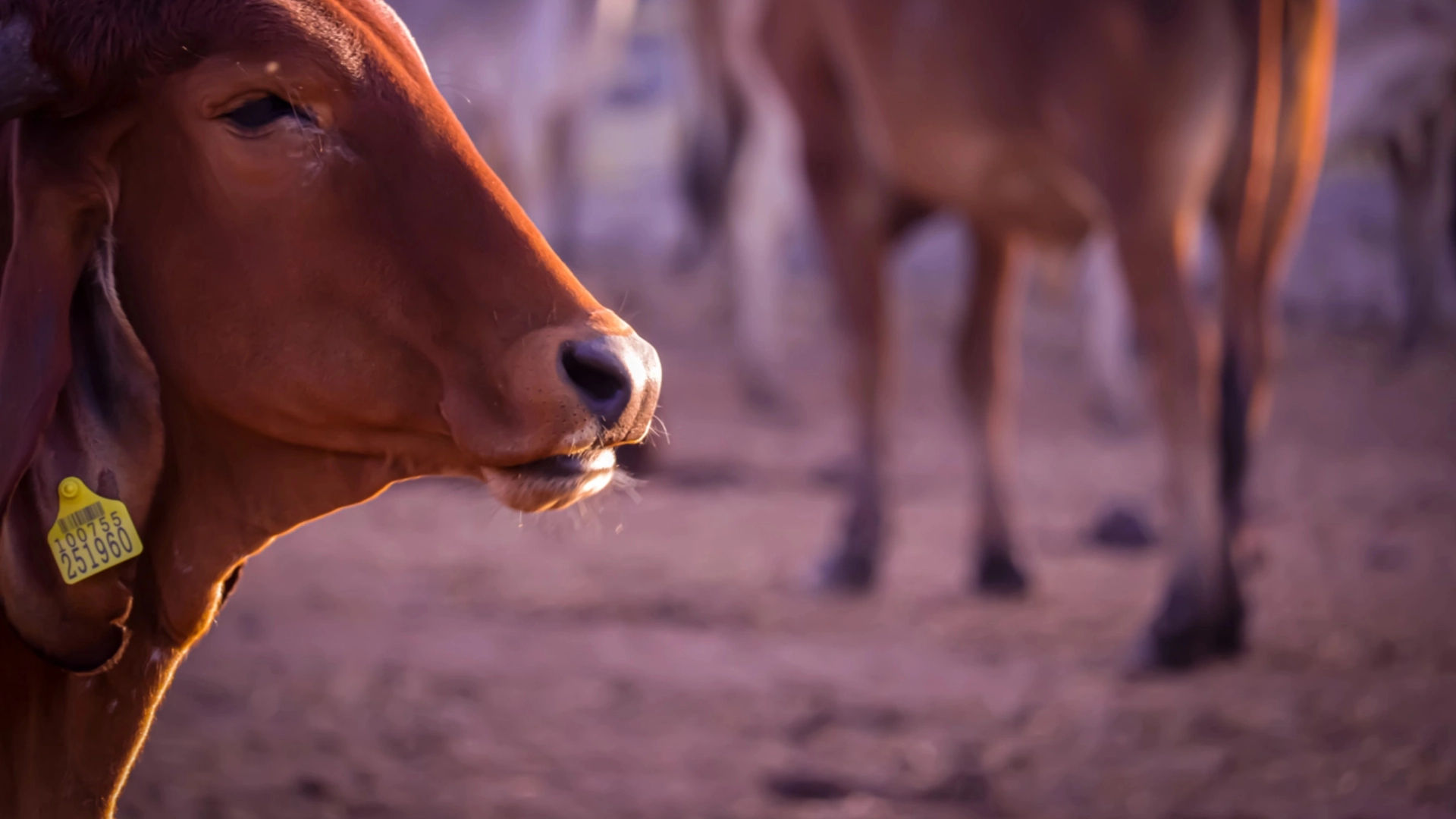 Indigenous Cows in Indian Dairy: Economics, Care, and Limits