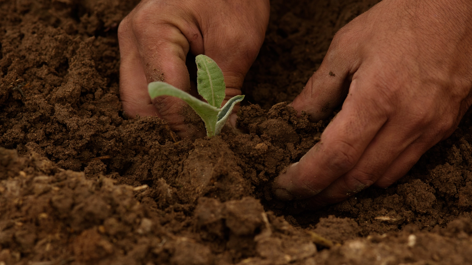 How to Learn Natural Farming the Right Way (Not Through Shortcuts)