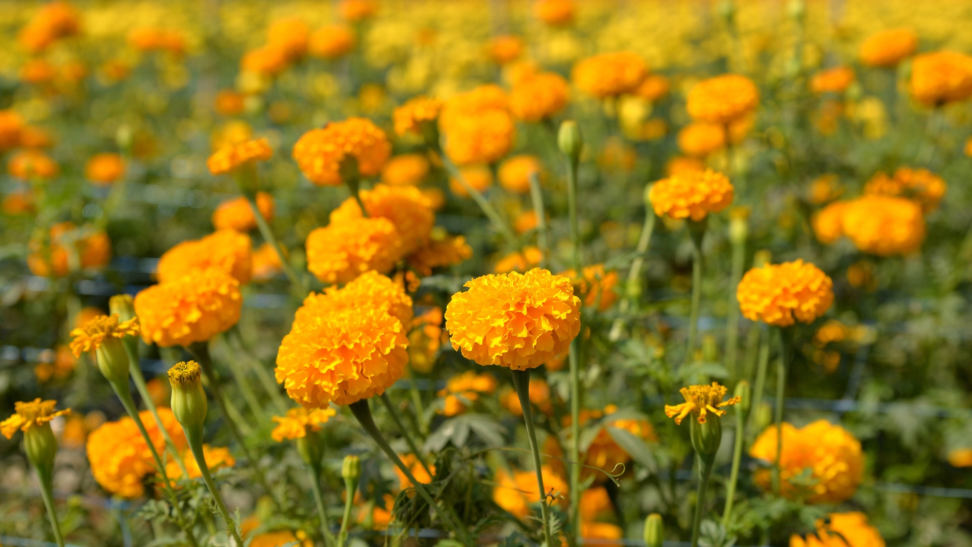 Are You Ready to Start Natural Farming? A Self-Assessment Guide