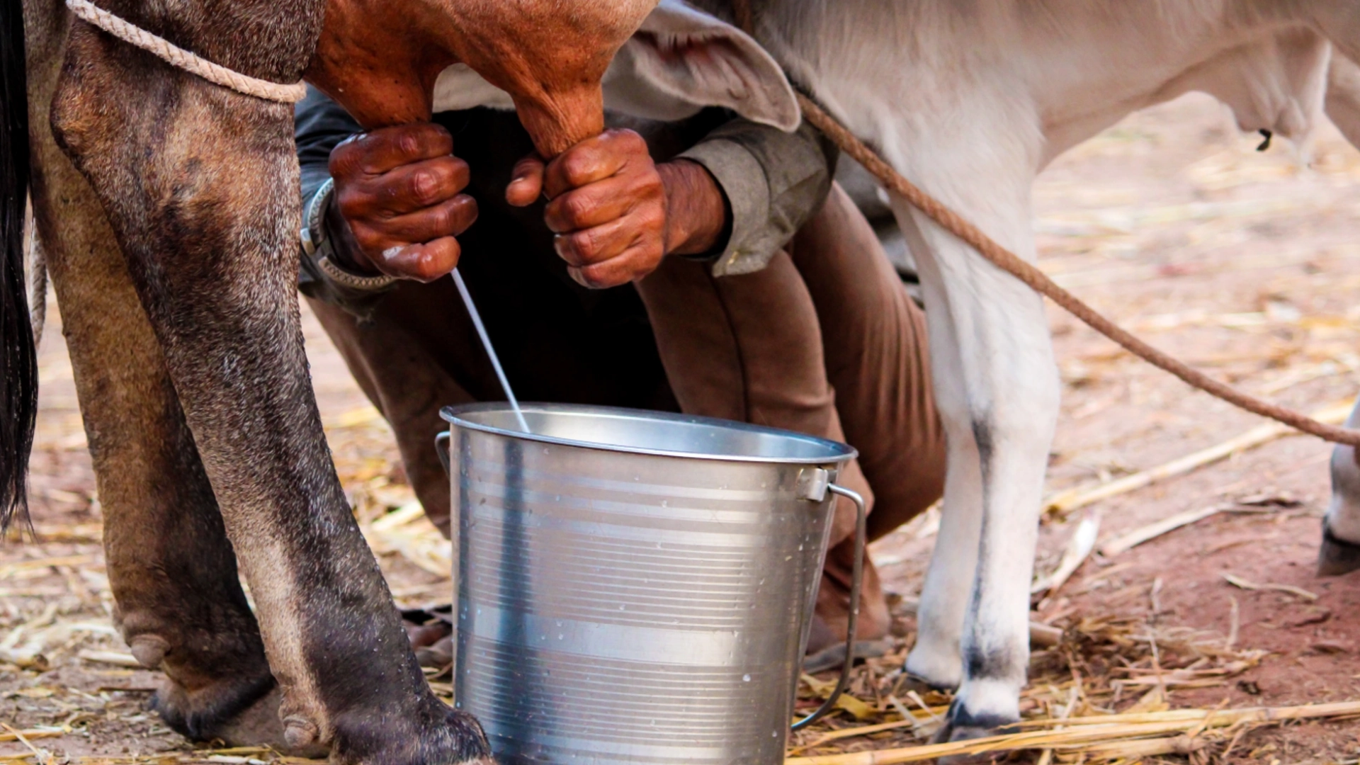 Why Small Dairy Farms Fail and How to Avoid Common Mistakes