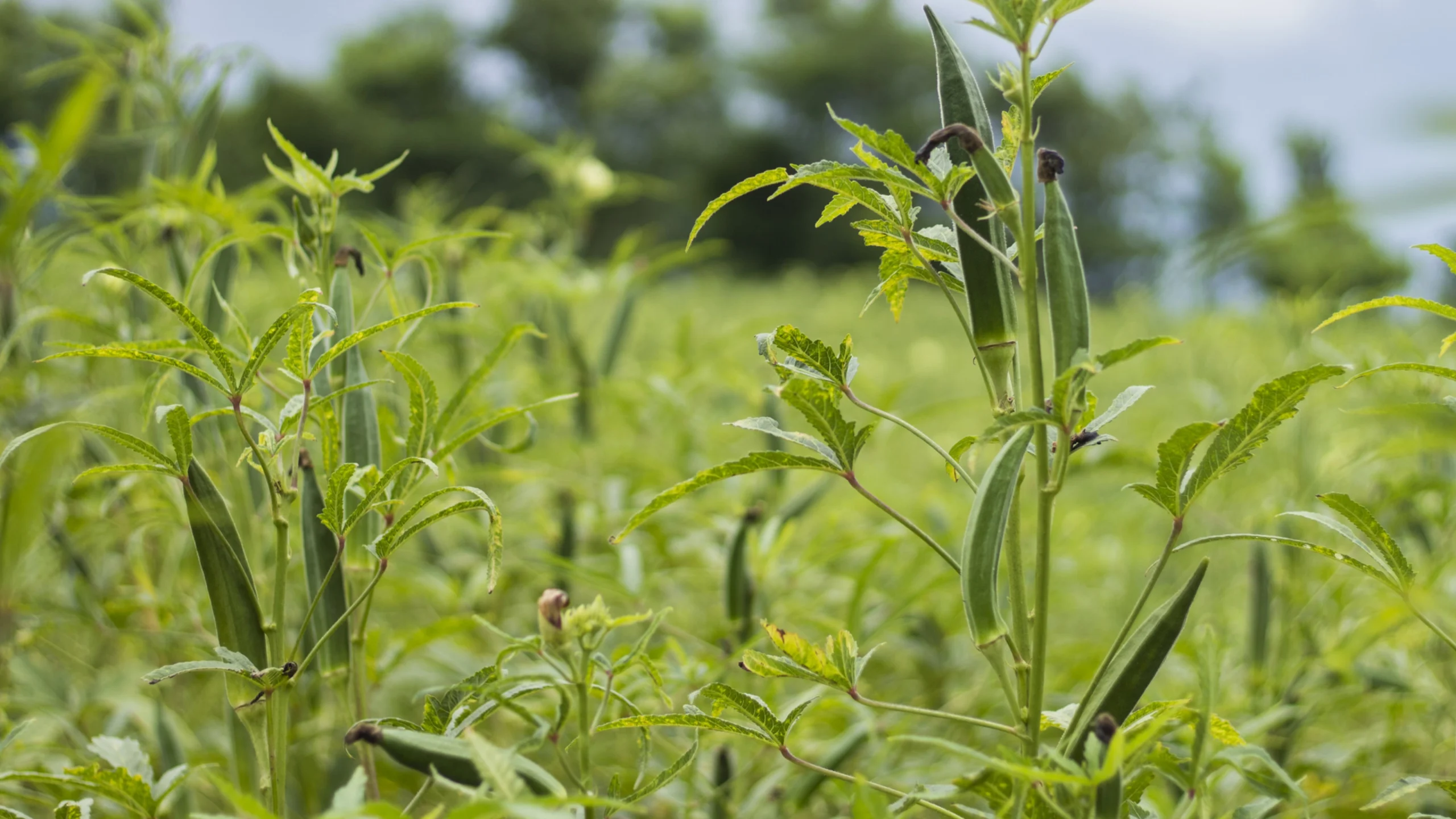 What Happened When We Stopped Tilling Completely on One Section