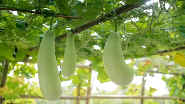 Bottle Gourd