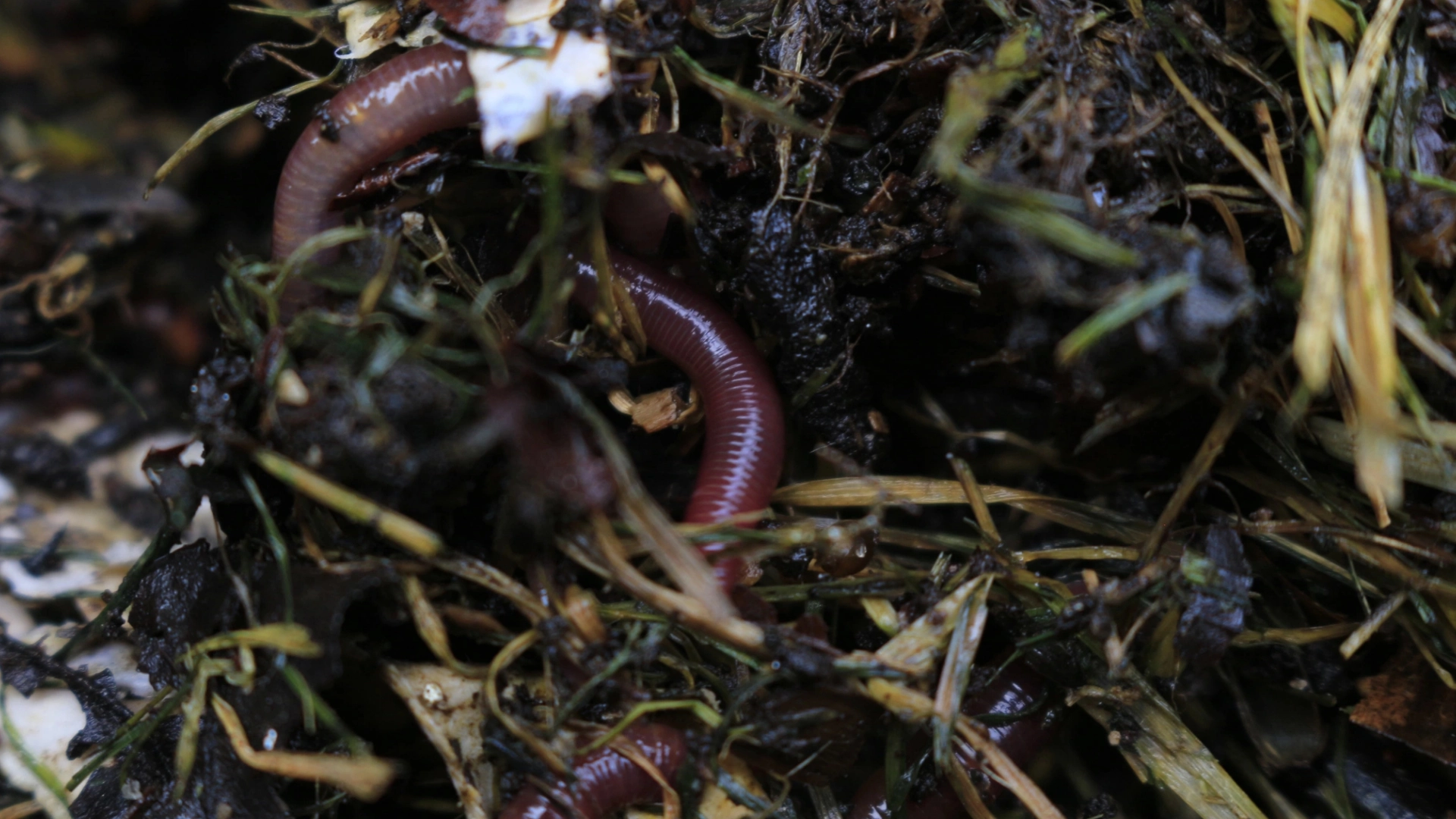 Why Earthworms Disappear From Cultivated Fields