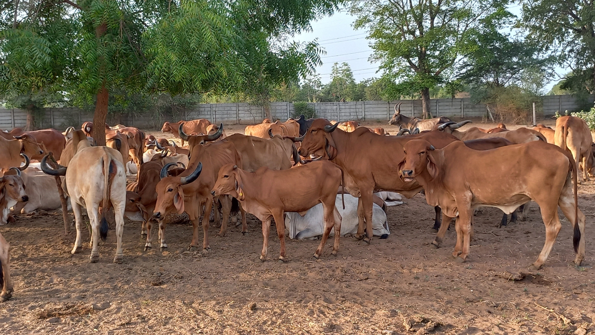 Why Dairy Should Never Be a Standalone Business on Small Farms