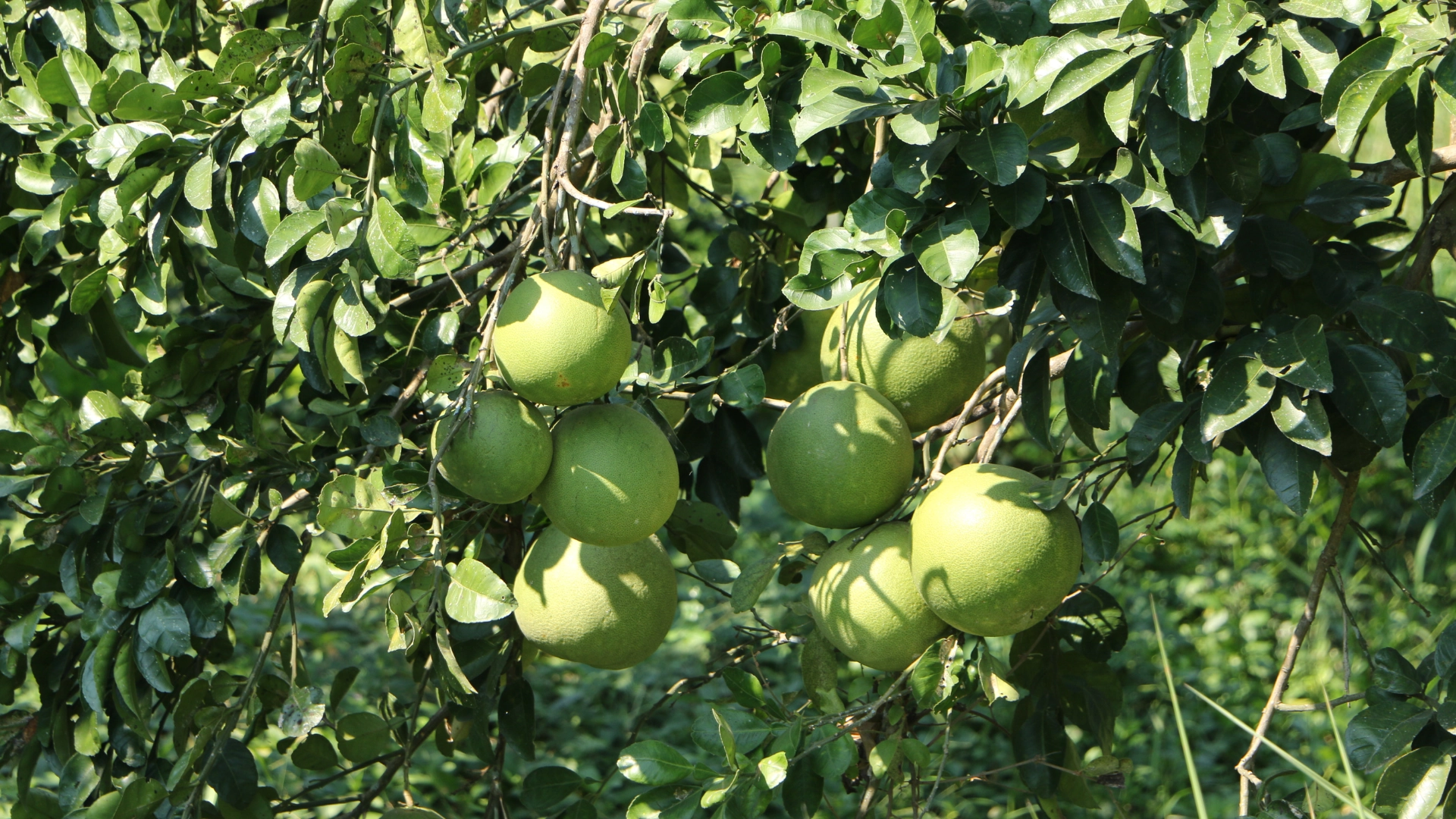 Learning Natural Farming on Small Land: What to Focus On First