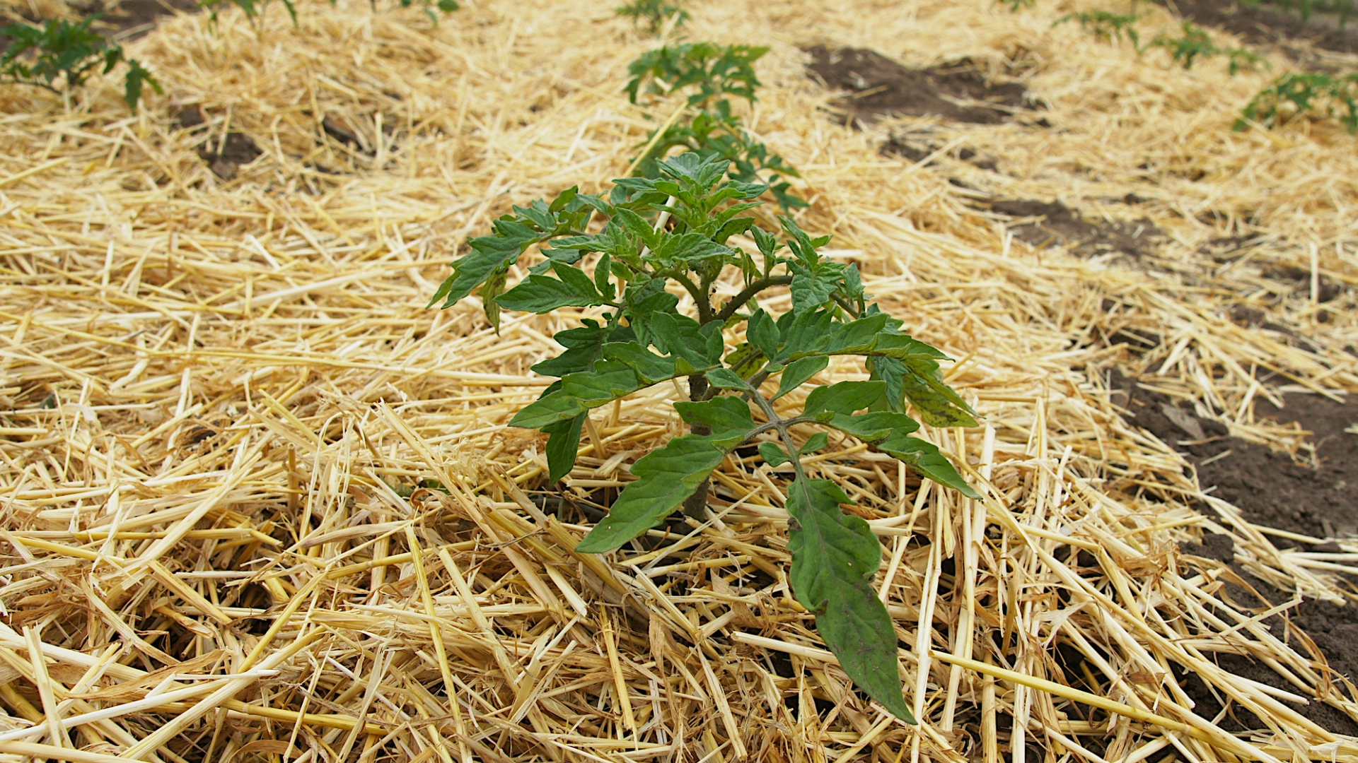 Mulch and Soil Health