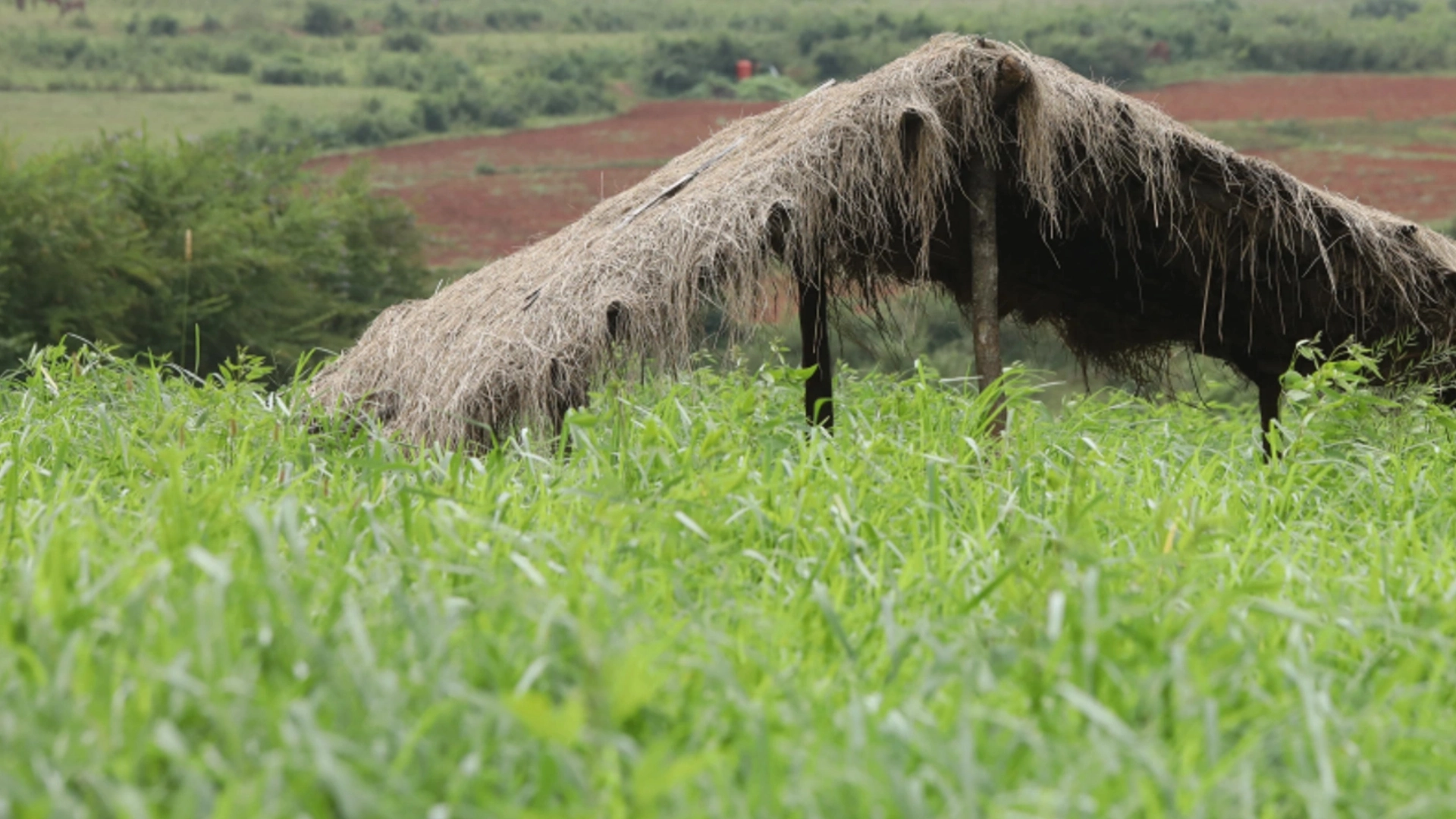 Why Cost Reduction Matters More Than Yield Increase on Small Farms