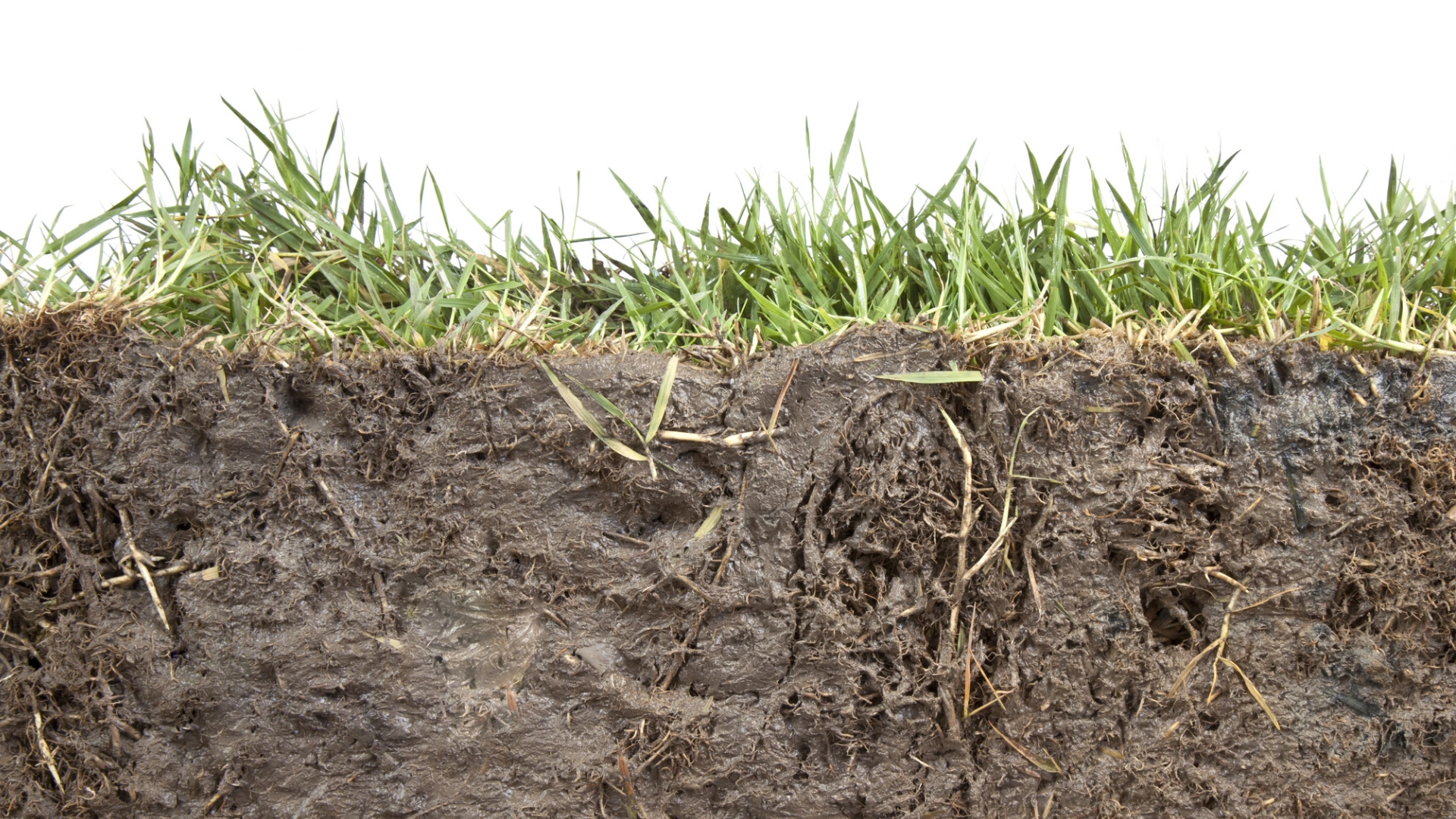 Why Indian Soils Are Losing Organic Matter Even With Fertilizer Use