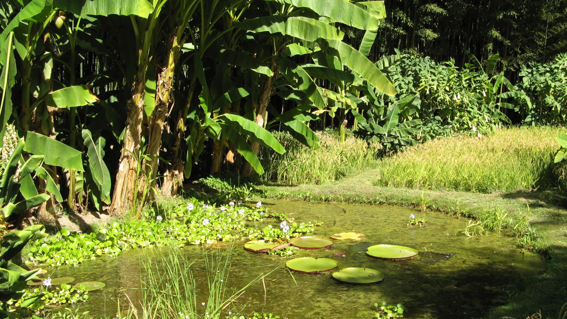 How Kitchen Waste Becomes Food on Small Indian Farms