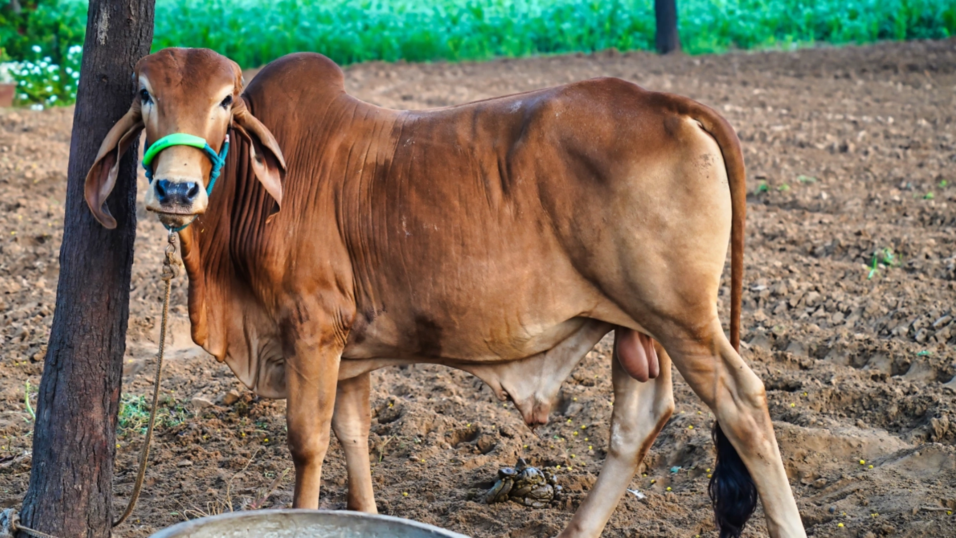 Heat Stress Is Quietly Destroying Dairy Profit in Indian Summers