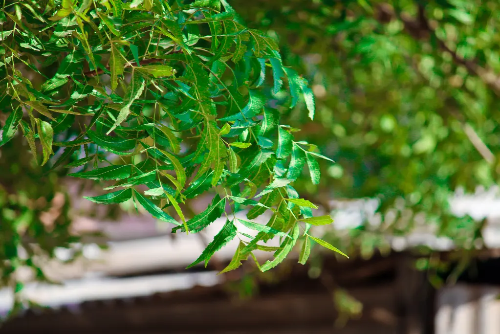 Neem