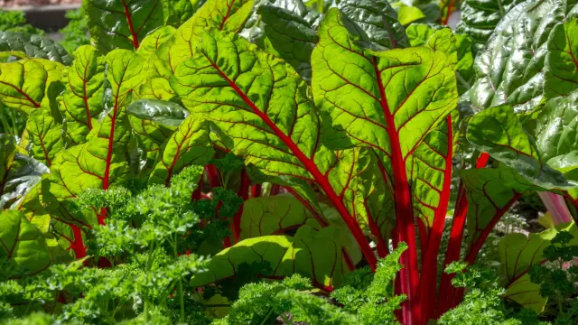 Beet Root