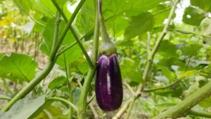 Brinjal