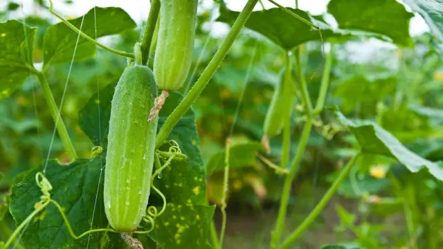 Cucumber