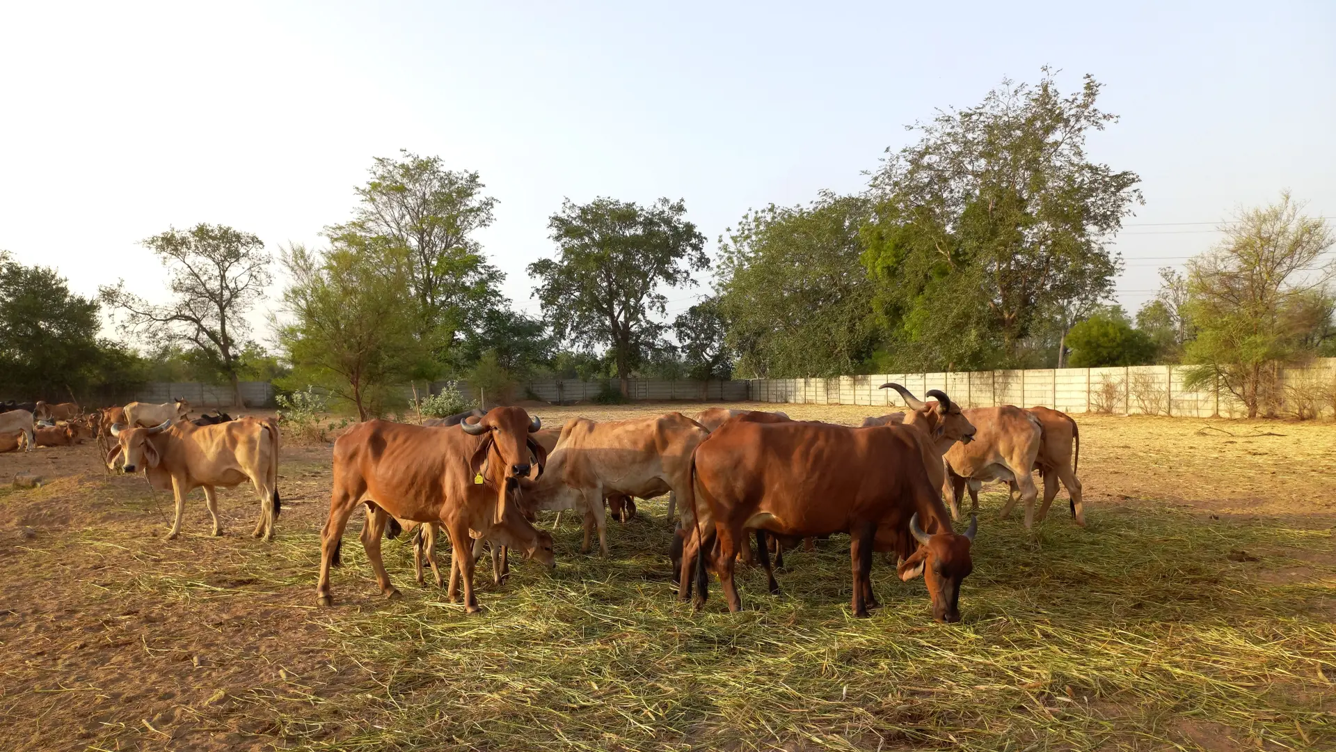 Gir Cow