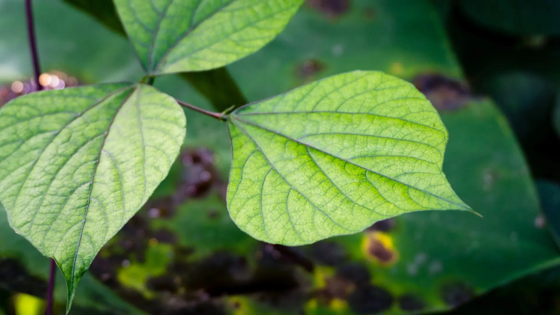 Hyacinth Bean