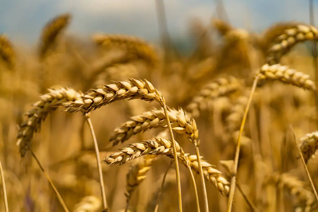 Wheat