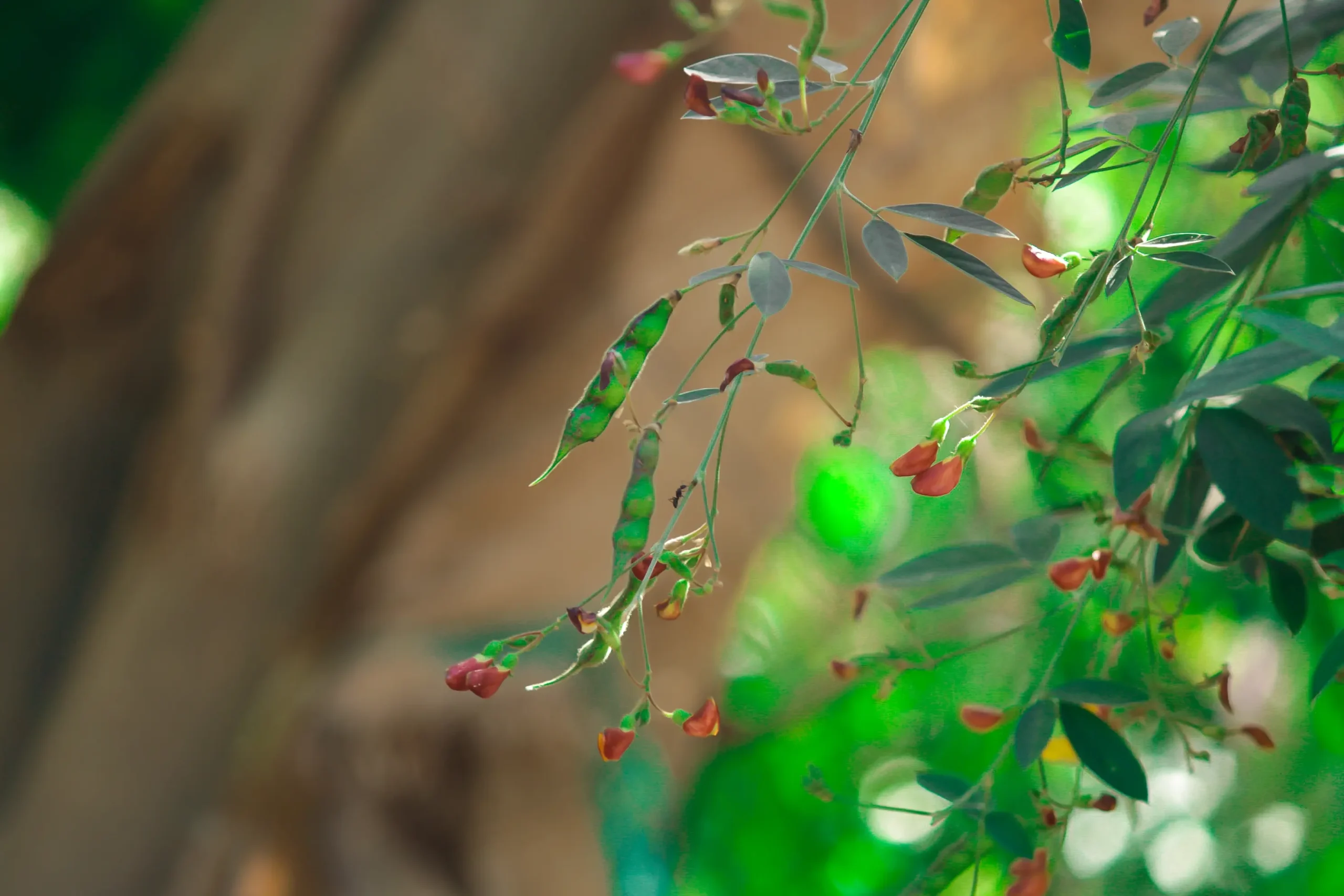 pigeon-pea