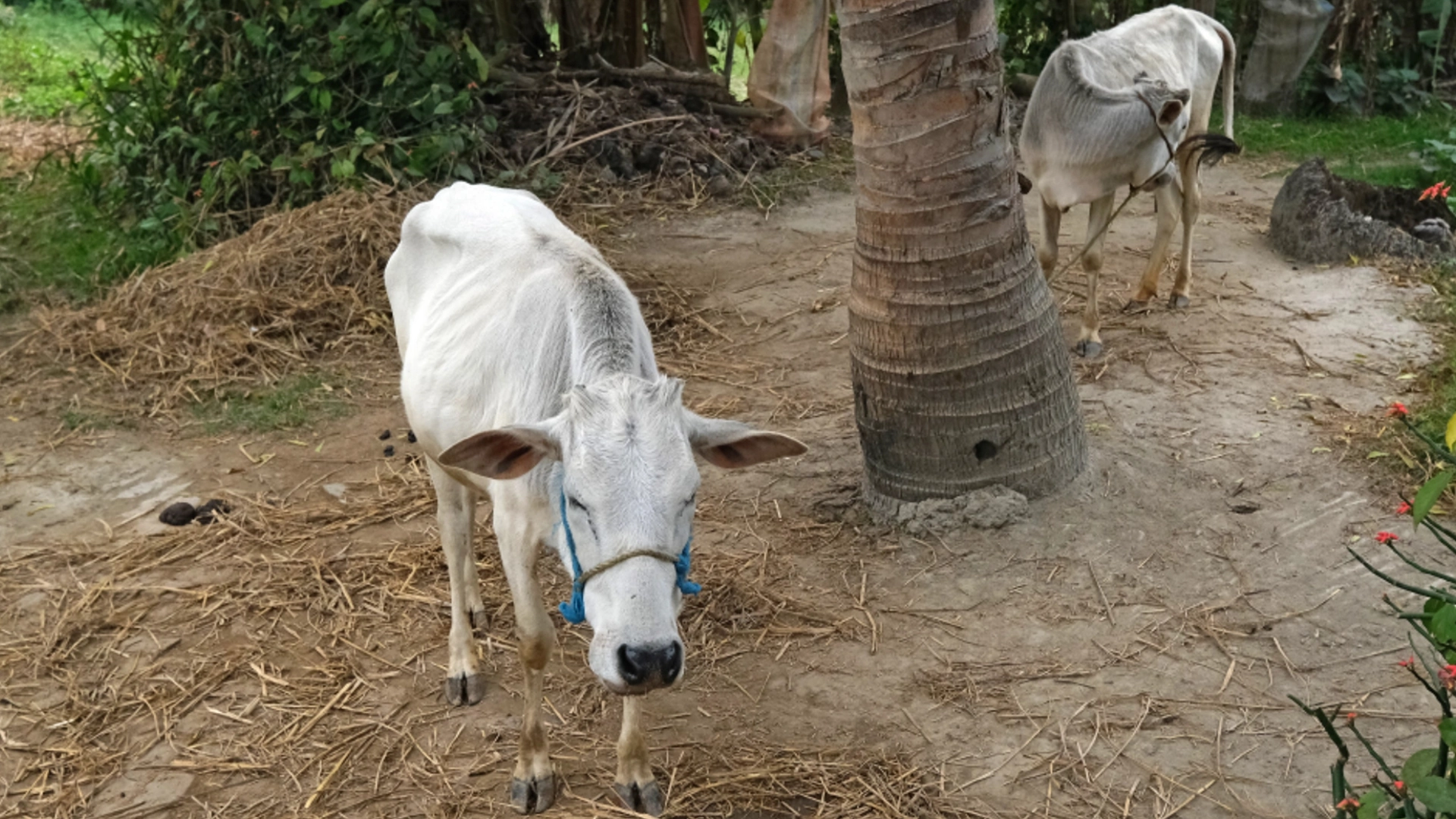 Natural Farming without Cows: What Beginners can Still Do