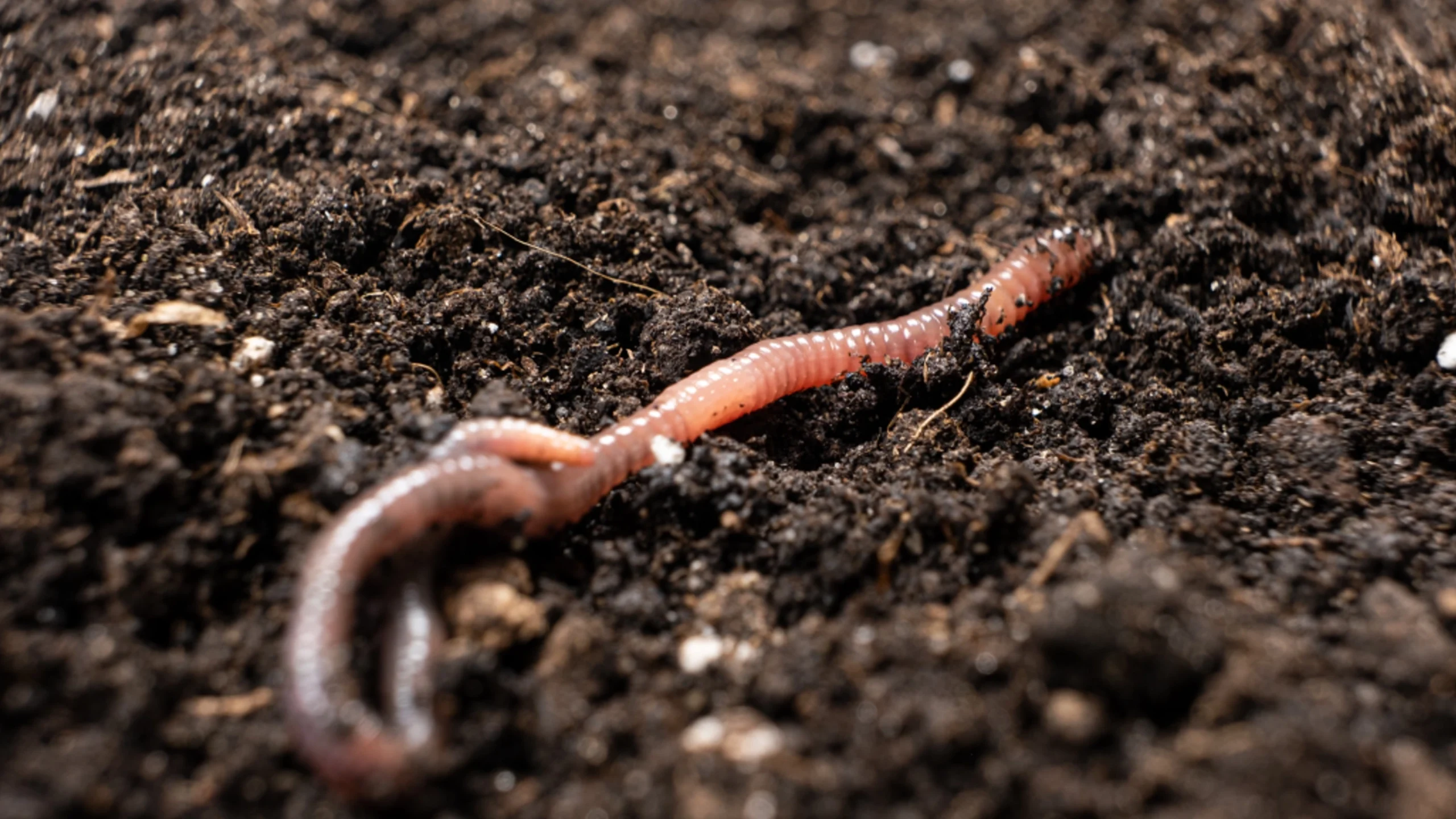 First 30 Days of Natural Farming: What Beginners Should Do (Week by Week)