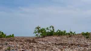 Bare and Heat Stressed Soil