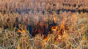 Crop Residue Burning