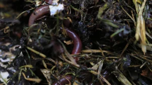 Earthworms