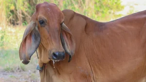 Gir Cow Single