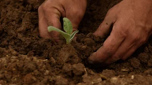 Learn Natural Farming