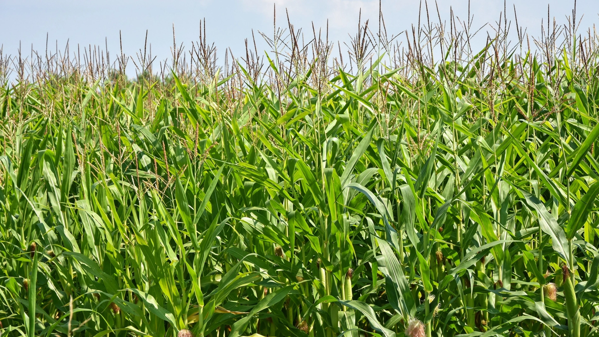 Natural Feeding Strategy for Indigenous Cows in Eastern India