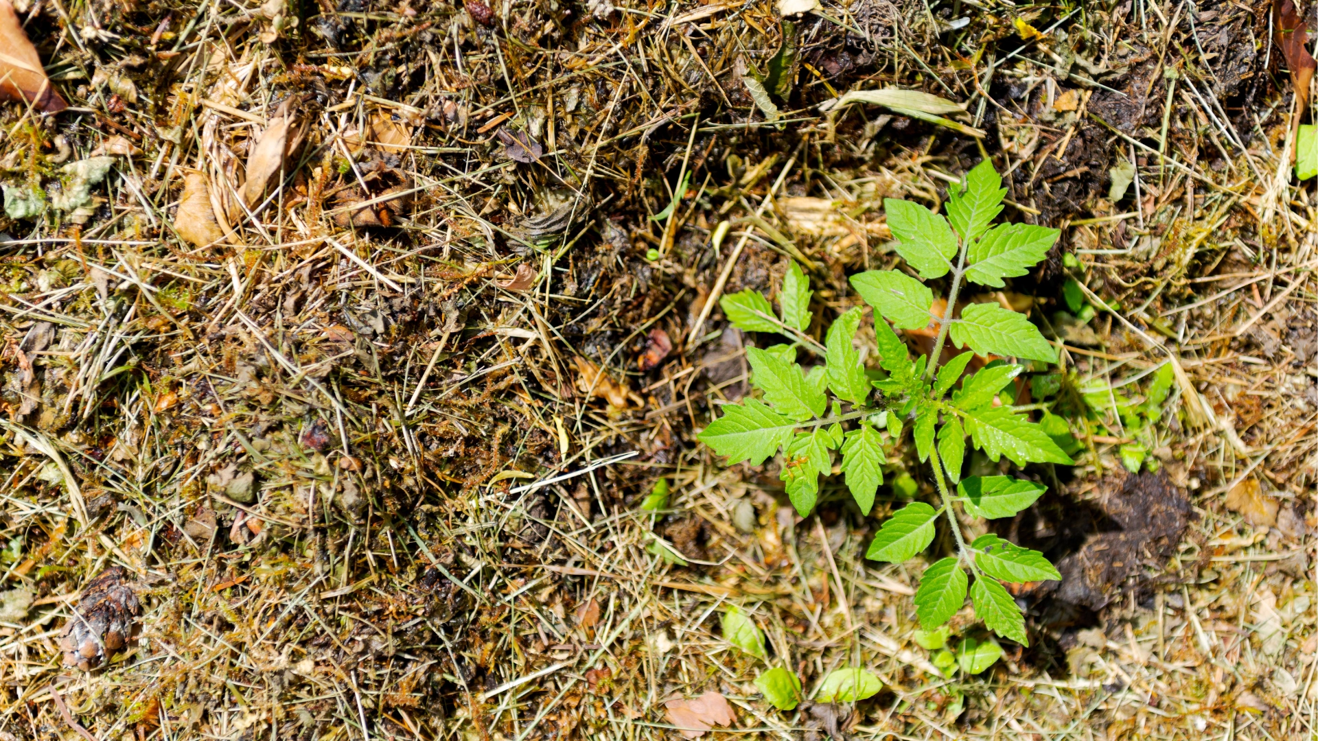Mulching Trial on Red Lateritic Soil: What Changed After One Full Season