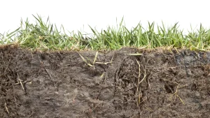 Soil Low Organic Matter
