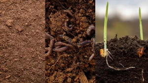 Soil Changes Over Time