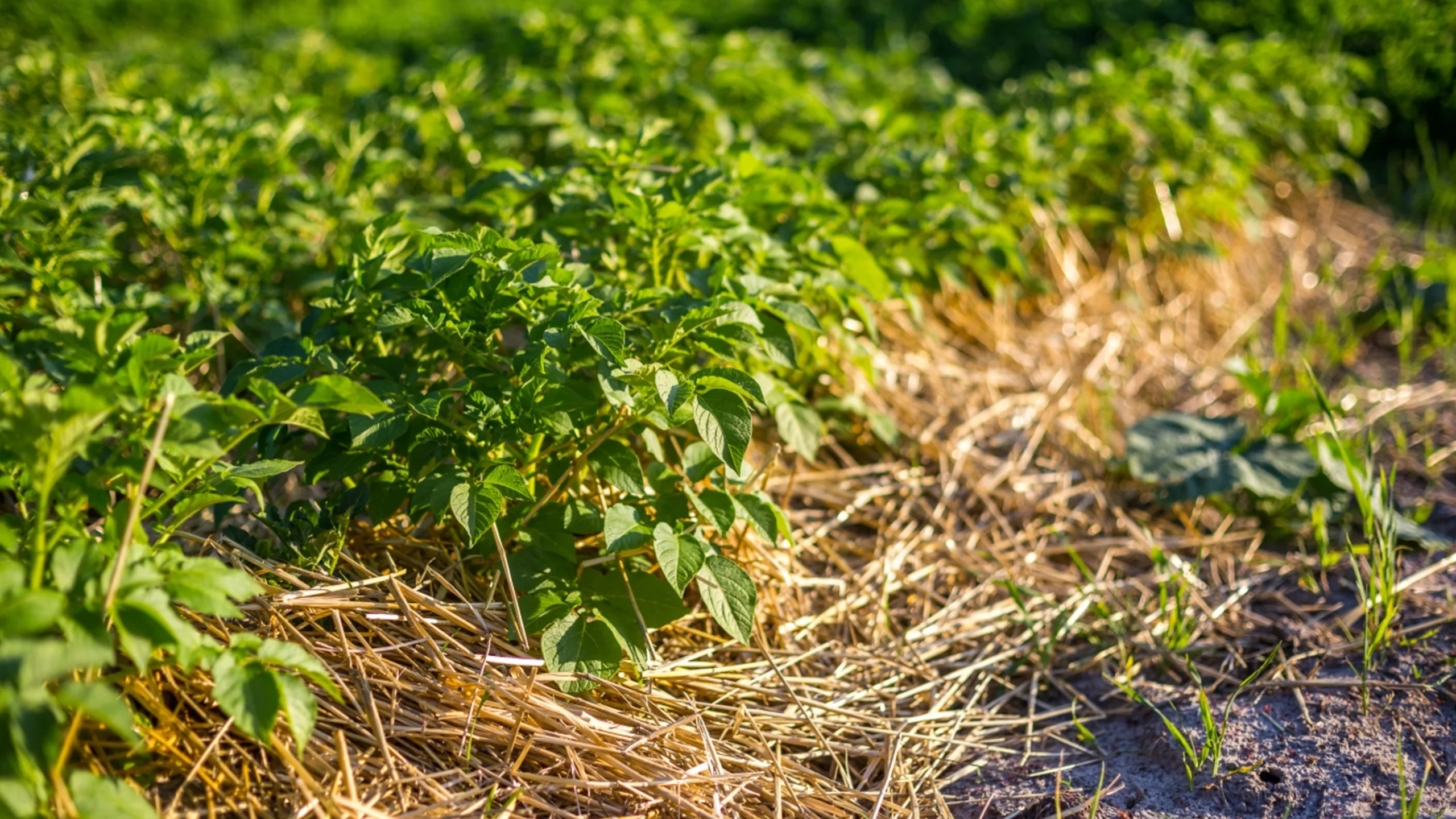 Mulching vs Compost: Which Improves Soil Faster on Small Farms