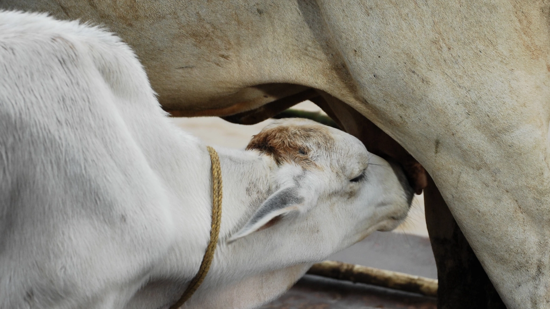 Why Most Calf Rearing Fails on Small Farms and How to Fix It