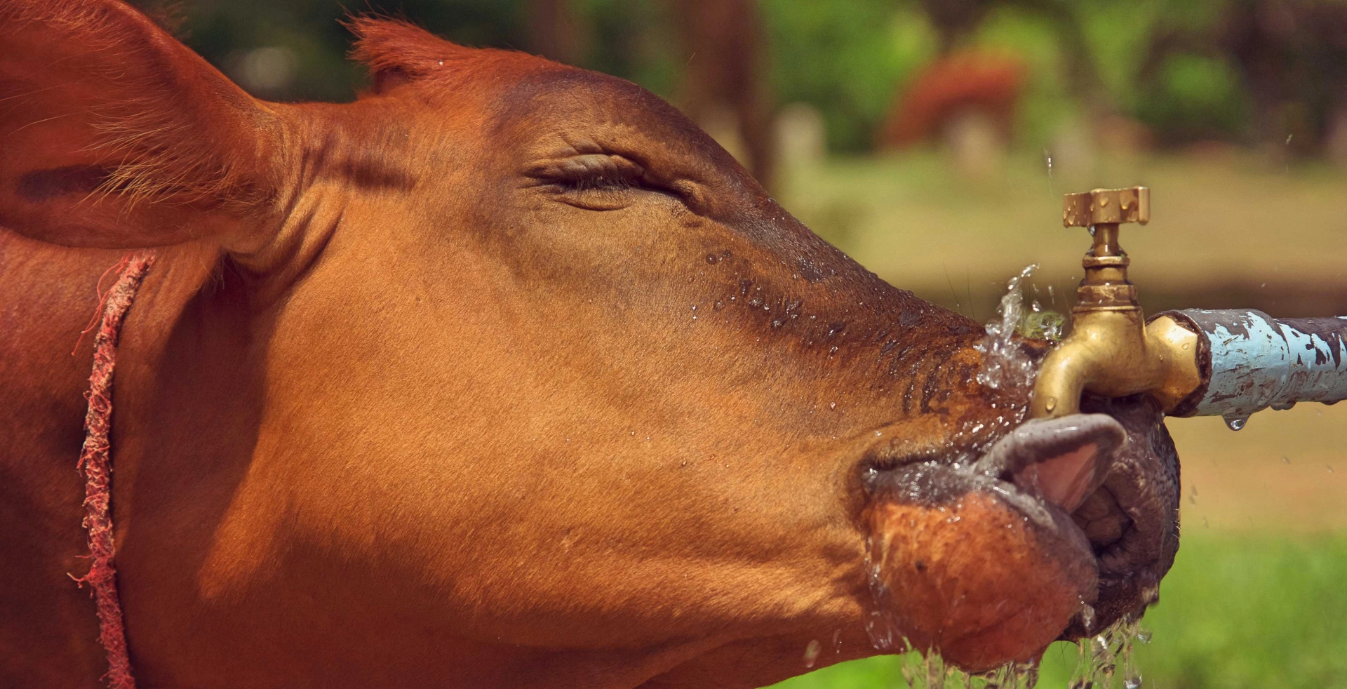 Why Dairy Cows Overheat Even With Fans
