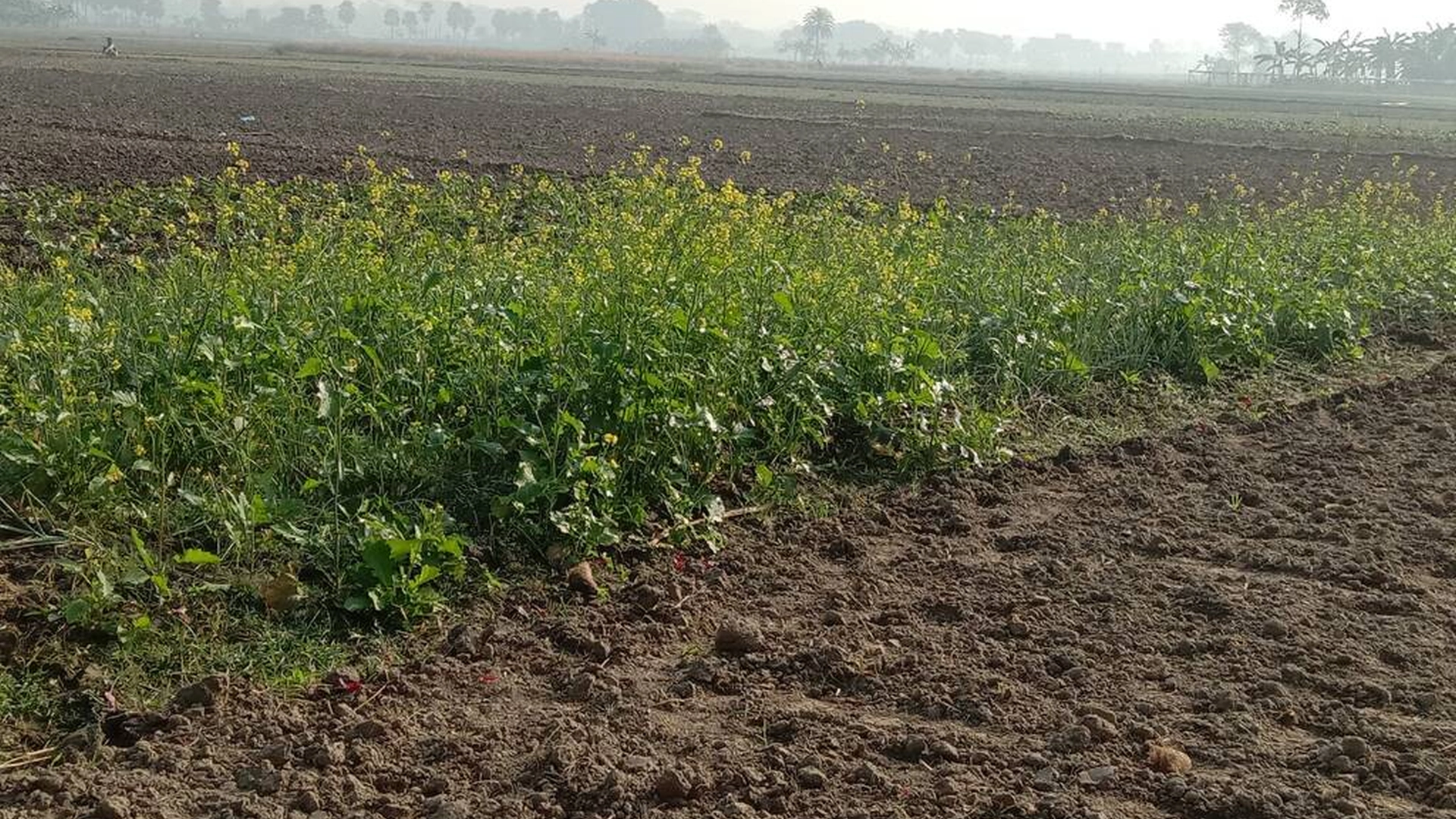 Why One Plot Improved Faster Than Another on the Same Farm